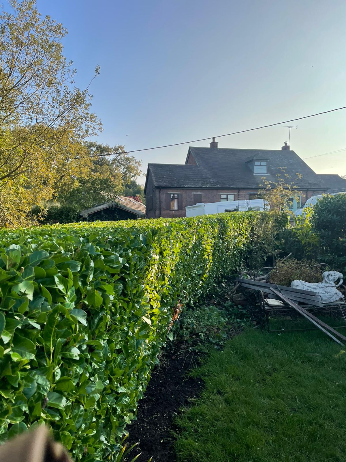 Hedge trimming after — neat result